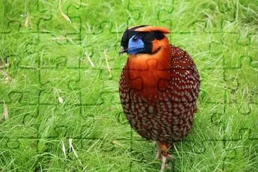 Imagem jigsaw puzzle