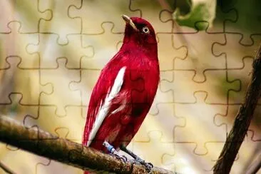 Imagem jigsaw puzzle