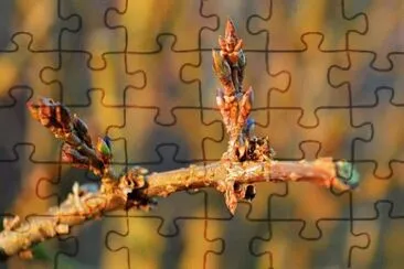 Imagem jigsaw puzzle