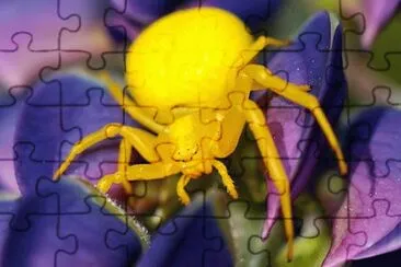 Imagem jigsaw puzzle