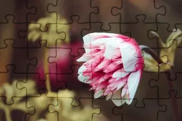 Imagem jigsaw puzzle