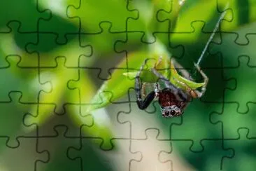 Imagem jigsaw puzzle
