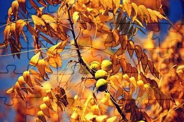 Imagem jigsaw puzzle