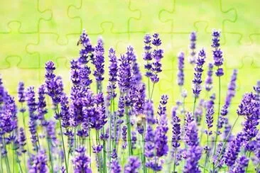 Imagem jigsaw puzzle