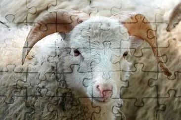 פאזל של Imagem