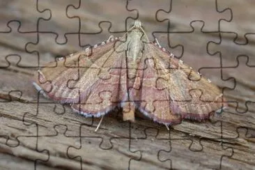 Endotricha flammealis