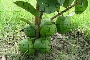 Imagem jigsaw puzzle