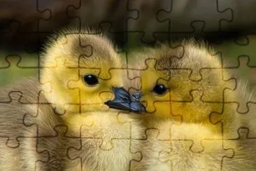 Imagem jigsaw puzzle
