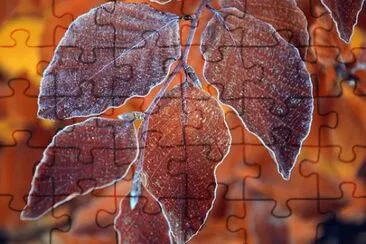  jigsaw puzzle