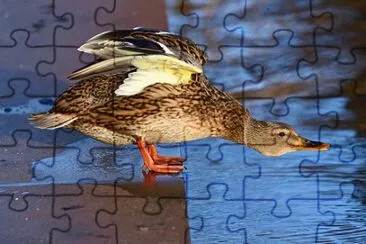 פאזל של Imagem