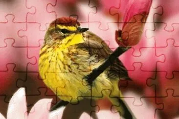 פאזל של Imagem