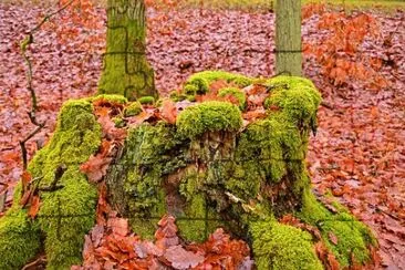 Imagem jigsaw puzzle