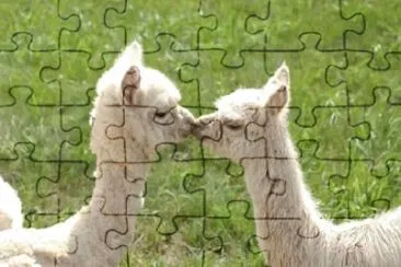 Imagem jigsaw puzzle