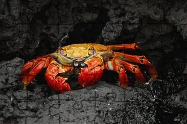 Imagem jigsaw puzzle