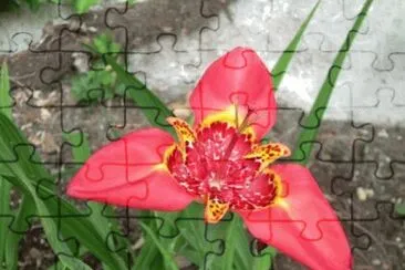 Imagem jigsaw puzzle