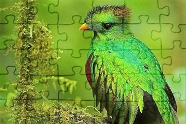 natural jigsaw puzzle