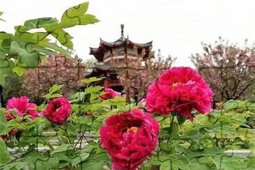 flores jigsaw puzzle