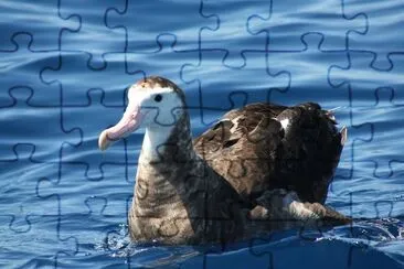 Albatro degli antipodi