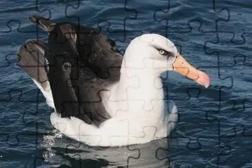 Albatro di cambell