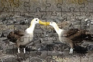 Albatro vermicolato jigsaw puzzle