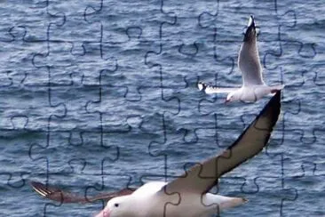 Albatro reale del nord