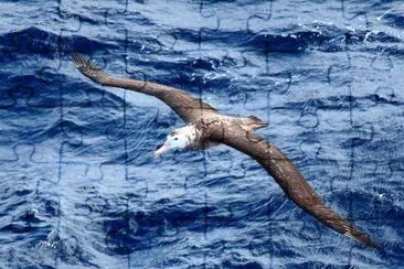 Albatro di tristan
