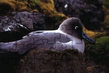 Albatro mantochiaro