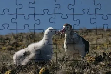 Albatro di amsterdam