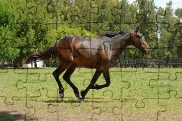 Imagem jigsaw puzzle