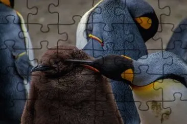 Imagem jigsaw puzzle