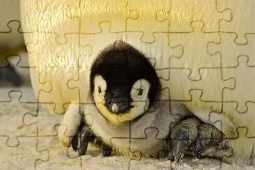 Imagem jigsaw puzzle