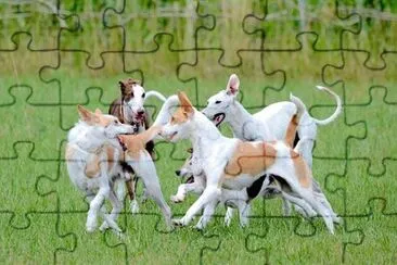 פאזל של Imagem