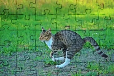 פאזל של Imagem