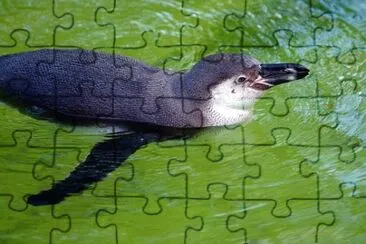 Imagem jigsaw puzzle