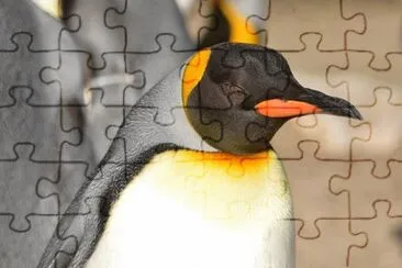 Imagem jigsaw puzzle