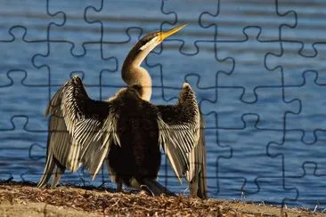פאזל של Aninga australiana