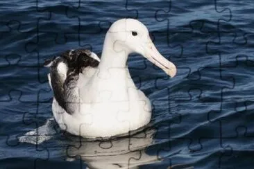 Imagem jigsaw puzzle