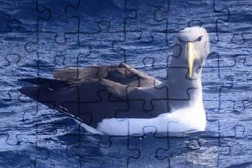 Imagem jigsaw puzzle