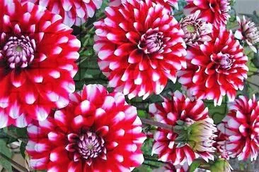 flores
