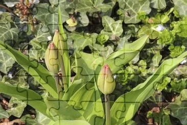 Imagem jigsaw puzzle