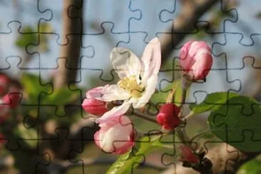 Imagem jigsaw puzzle