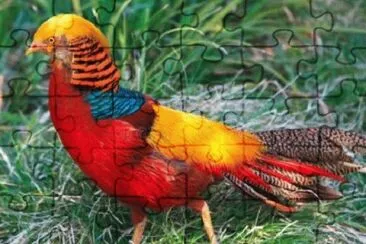 Imagem jigsaw puzzle