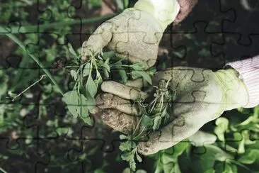 Imagem jigsaw puzzle