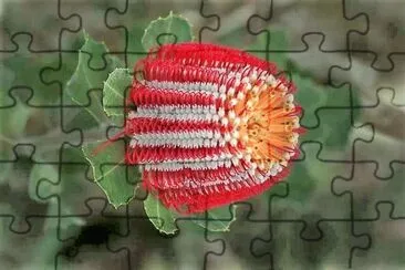 flores jigsaw puzzle