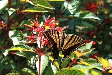 Butterfly on Firebush jigsaw puzzle