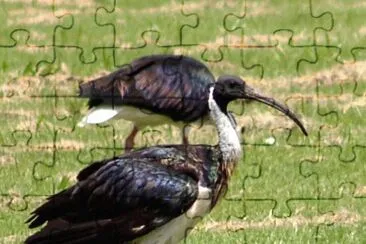 Ibis dal collopaglierino jigsaw puzzle