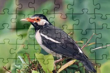Storno bianconero asiatico jigsaw puzzle
