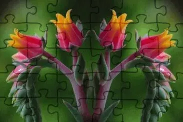 OK jigsaw puzzle