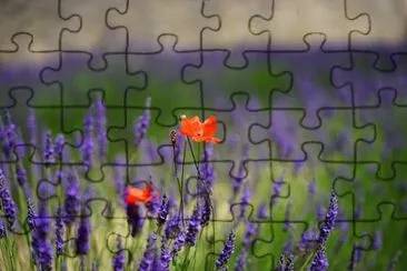 Imagem jigsaw puzzle