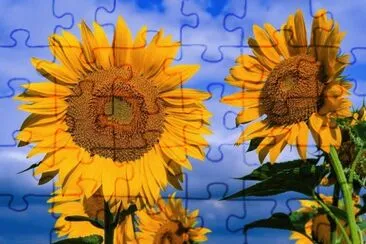 Floarea soarelui jigsaw puzzle